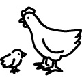 ひよこと鶏のアイコンのフリーダウンロード用JPG画像