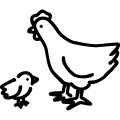 ひよこと鶏のアイコンのフリーダウンロード用PNG画像